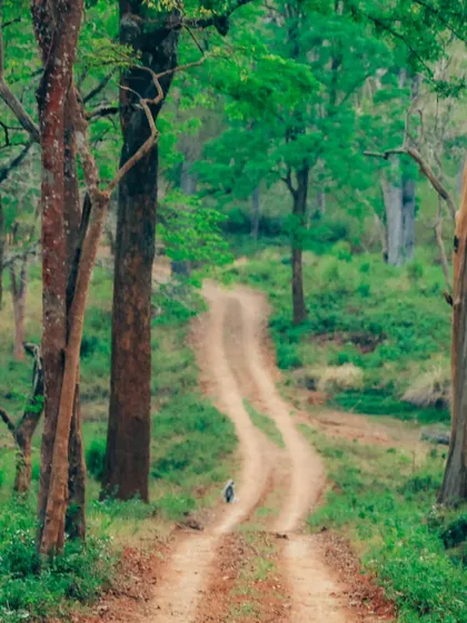 A grey langur walking down a winding dirt road inside a lush green forest. This shot captures the feeling of being deep inside the wild.