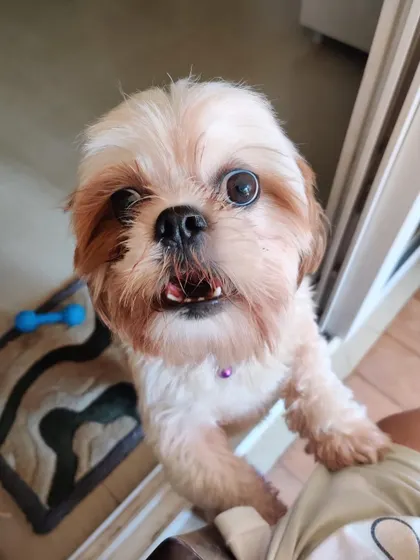Teddy asking for some attention from his new family. He is a loving boy who can stay alone for a few hours if needed.