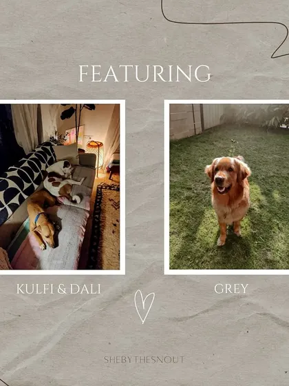 I was so happy to see some of my favorite furry clients, like Kulfi, Dali, and Grey, featured in the article about my service.