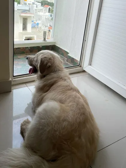 A beautiful Golden Retriever enjoying the view from the balcony. Our home provides safe spaces for dogs to relax and observe their surroundings, keeping them calm and stimulated.