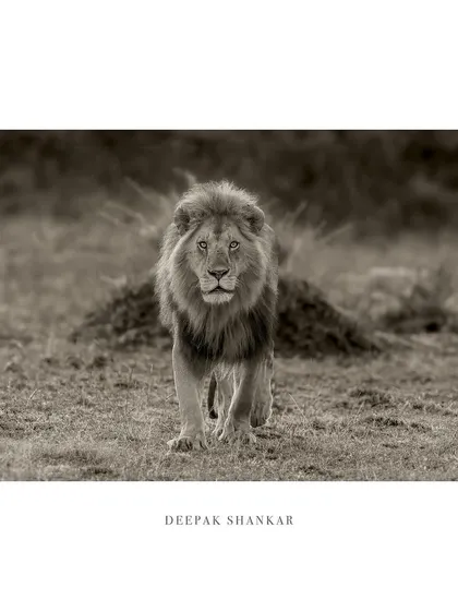 This fine art print, with its warm monochrome tones, is a classic and powerful statement piece, perfect for any lover of wildlife.