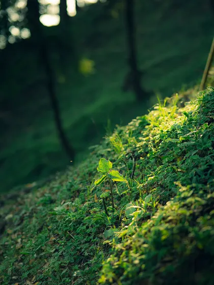 A small plant catching the light on a mossy hill. The preset enhances the vibrant green and the soft, backlit glow.