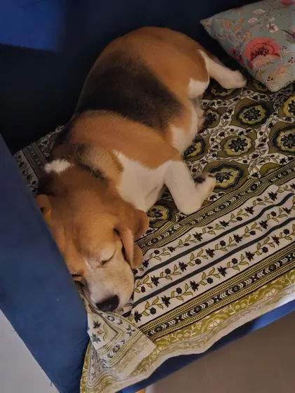A sleepy Beagle enjoying a nap on the couch. These quiet moments are just as precious as the active ones.