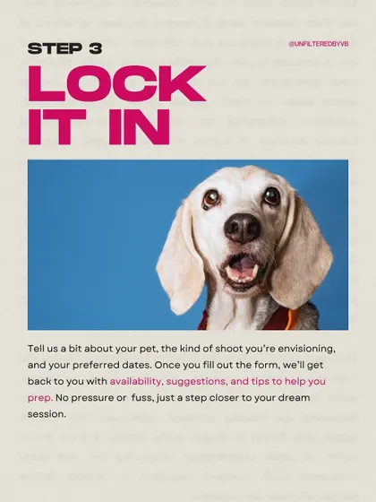 A happy beagle in a studio setting, part of my "How to Book" guide. His excited expression is perfect for showing the fun of a photoshoot.