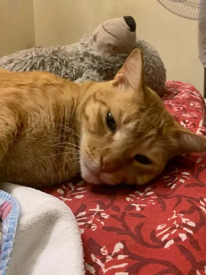 Ziggy was my partner-in-crime for a week. He's the best cuddle partner and loves watching anime with me.