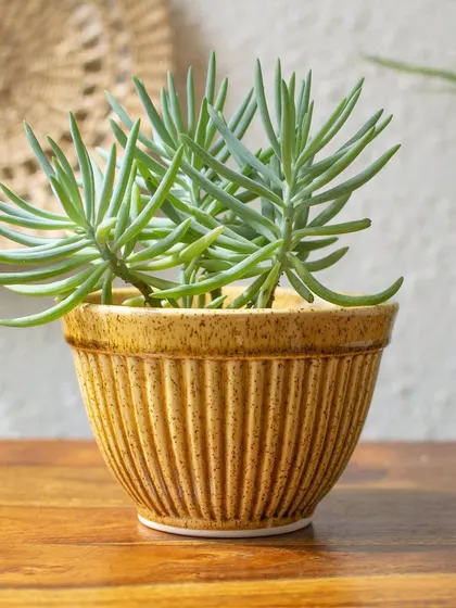 My Soleil planter in a rich ochre glaze, holding a small succulent. Its ribbed texture and warm color make it a cozy addition to any tabletop.