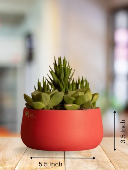This is our popular red metal planter, shown here with a beautiful arrangement of succulents. It measures 5.5 inches wide and 3.5 inches high, a perfect size for a tabletop.