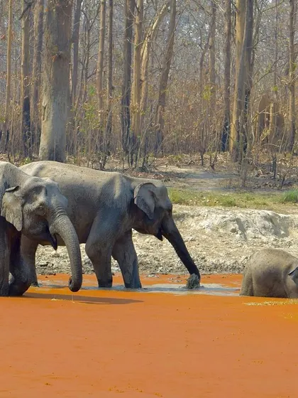 The entire herd in the water, a beautiful panoramic view of elephant life.