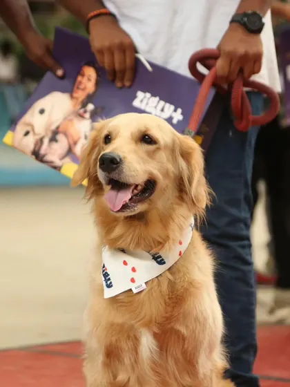 A Golden Retriever sits patiently at a pet show, with a Zigly goodie bag visible in the background.