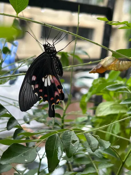 A newly emerged Common Mormon butterfly resting on its chrysalis on a curry leaf plant. This is a testament to our philosophy of using native host plants to support the entire lifecycle of pollinators.