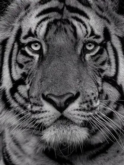 The soul of the tiger, captured in black and white. Removing color strips the image down to pure emotion, texture, and form. This intense portrait from Bandhavgarh shows the power of monochrome in wildlife photography, a technique I love teaching.