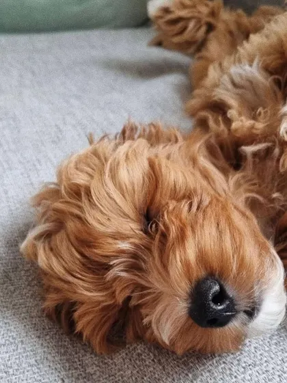 A close-up of a sleeping red puppy's face, showing their peaceful and content nature.