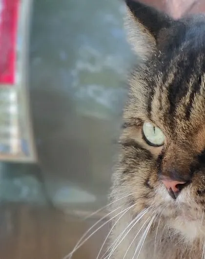 An intense and beautiful close-up of a tabby cat's face. We take the time to capture these moments that show the unique soul of every cat that stays with us.