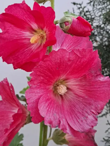 These deep pink Hollyhocks are very striking.