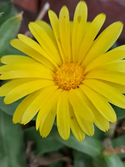 Another yellow Calendula flower.