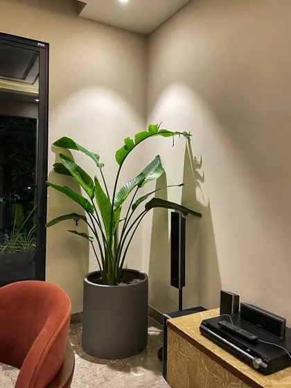 A large Bird of Paradise plant is perfect for filling a corner next to a media unit. Its large, tropical leaves add a bold, architectural element to the room.