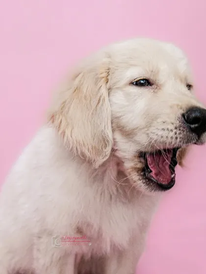 A sleepy golden retriever puppy yawning against a pink backdrop. Even a yawn can make for an adorable and relatable portrait.