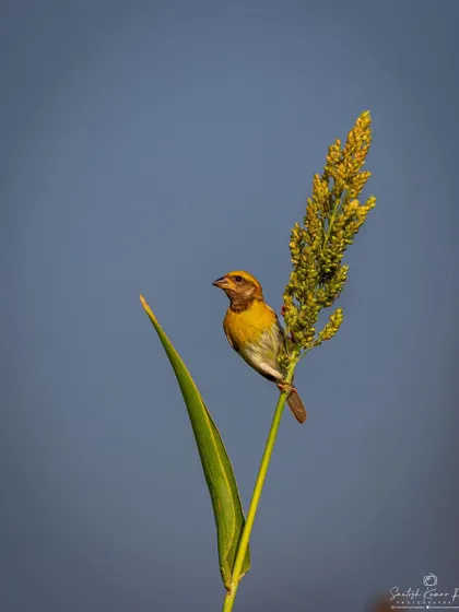 A male Black-breasted Weaver, with its distinct yellow cap, clings to a stalk of grain. This shot captures a typical behavior of this bird in its grassland habitat in Lucknow.