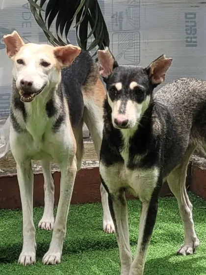Two Indie friends standing side by side. They came to us separately but have become the best of friends during their stay.