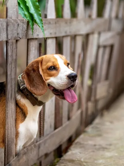 A curious beagle named Nayla peeks her head through a rustic wooden fence, always ready for an adventure.