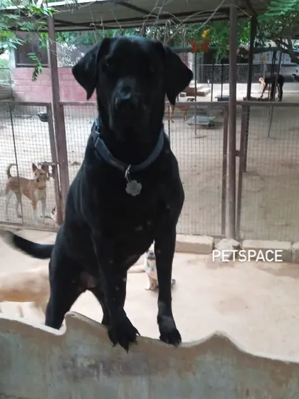 Meet Trixie, a confident and happy black lab surveying her kingdom. We welcome dogs of all breeds and personalities, from the shy observers to the playful leaders of the pack, ensuring everyone finds their comfortable spot.