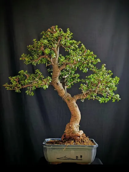A Jade bonsai with a graceful, slanted trunk, set in a simple ceramic pot. This minimalist style is perfect for modern decor.