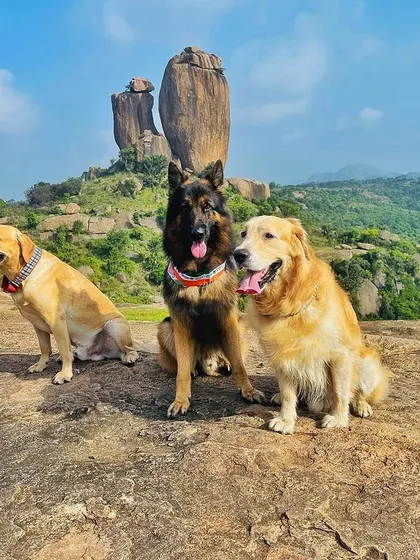 Our care isn't confined to our facility. We occasionally take our well-behaved, long-term boarders on scenic outings like this one. A German Shepherd, a Labrador, and a Golden Retriever are seen here enjoying a day off from training, exploring the beautiful landscape.