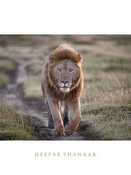 This fine art print captures the essence of a safari evening in Ndutu. The lion's determined stride and the warm, golden light make for a timeless and powerful image.