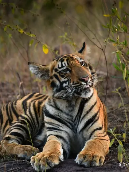 A young tiger cub named Veer, taking a moment to rest in Tadoba. Capturing these quiet, candid moments is a privilege.