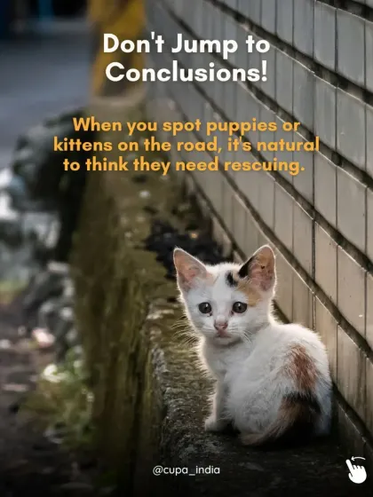 When you spot puppies or kittens on the road, don't jump to conclusions. Before taking action, assess the situation to see if they are truly in need of rescue.