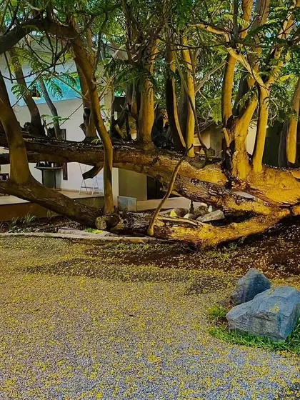 The same feature tree, illuminated at night, demonstrates how landscape lighting can completely transform a space and highlight natural sculptural forms.