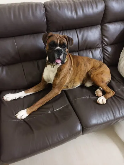 Loki making himself comfortable on the couch. This Boxer is looking for a family that will let him be a part of their lives. Contact us for adoption details.
