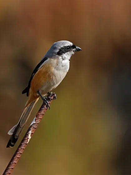 A Long-tailed Shrike perches on a rusty metal rod, an element of the human world intersecting with nature. The blurred background isolates the bird, drawing attention to its sharp profile.