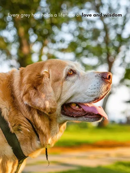 There's a special kind of wisdom in a senior dog's eyes. For Kumo's tribute session, we focused on capturing his gentle spirit in the warm, golden hour light. Every grey hair tells a story of love, and my goal is to honor that lifetime of companionship.