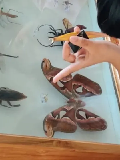 Using a magnifying glass, a child examines the intricate details of preserved insects, learning about their anatomy and diversity.