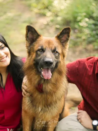 A beautiful family portrait in a sunlit forest, with a German Shepherd sitting proudly between his smiling parents.