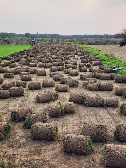 An evening shot of our turf farm, with rolls of grass waiting to be loaded. We work around the clock to meet project deadlines.