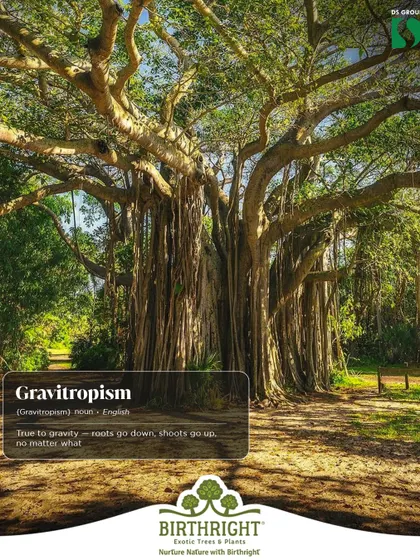 Did you know about Gravitropism? It's the natural rule that roots go down and shoots go up, no matter what. Plants are impressive, always staying grounded and reaching for the sky.