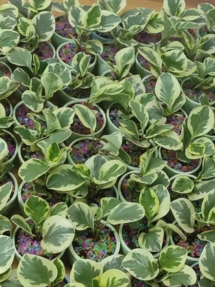 A large batch of variegated Peperomia plants being prepared for a gifting order. We ensure each plant is healthy and ready to thrive in its new home.
