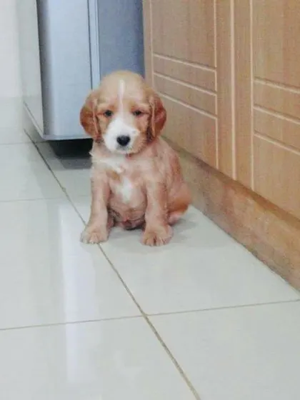 Meet Roober as a tiny Cocker Spaniel puppy, just starting his journey with us as a day boarder.