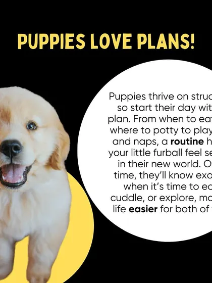 Puppies thrive on routine. Establishing a consistent schedule for feeding, potty breaks, and playtime helps them feel secure and learn faster.