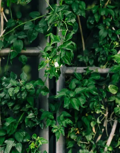 A close-up of the creeper-laden trellis at the KMC Corporate Office. This detailed view highlights the texture and life of the double-skin facade, a key element of my sustainable building design strategy.