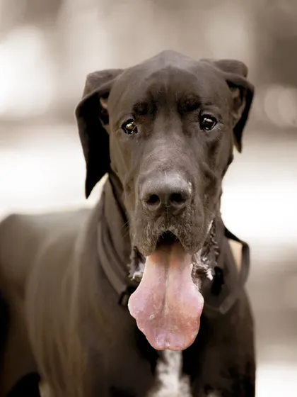 A beautiful sepia-toned portrait of the Great Dane, giving it a timeless, classic feel.