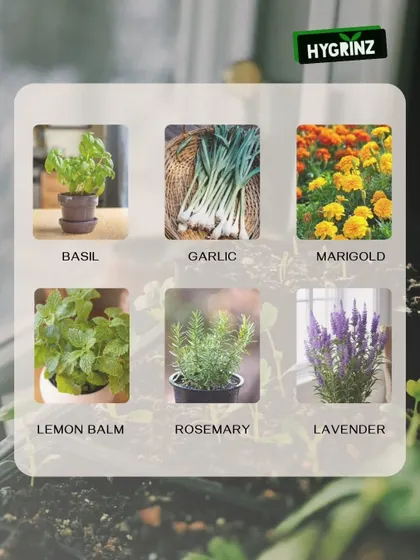 Want to keep mosquitoes away naturally? This graphic lists several plants like basil, rosemary, and lavender that act as natural insect repellents for your garden or patio.