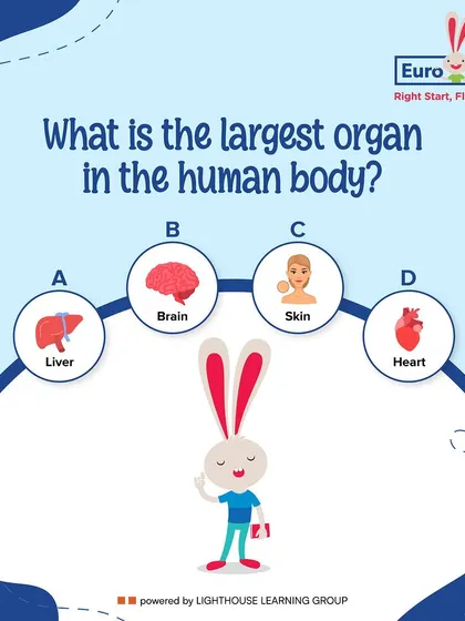 Here's a fun biology question for you. What is the largest organ in the human body? Is it the liver, brain, skin, or heart?