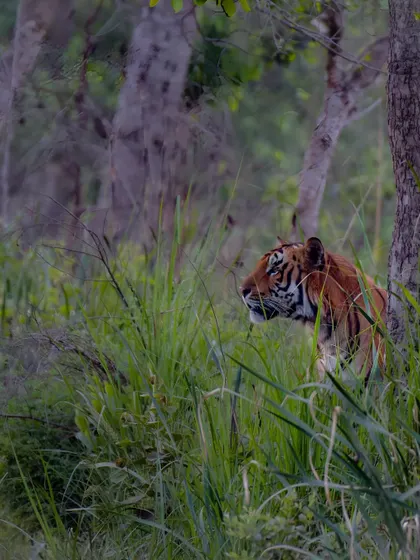 A tiger named Paarwali Jr. peers through the tall grass in the Dhikala zone of Corbett. The dense habitat makes sightings challenging but incredibly rewarding.