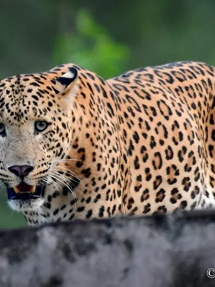 This is Ranaji, a leopard from Jhalana who I swear was a model in his past life. Spending time in their world, observing and connecting, is fundamental to my work as both a photographer and a communicator.