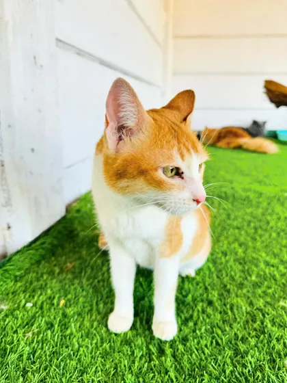 An orange and white tabby enjoying the fresh air in our secure cat play area. We believe in providing a stimulating, cage-free environment for all our feline boarders.