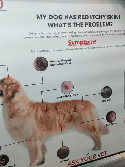 Red, itchy skin is a common problem for dogs. This chart explains the symptoms to look for, such as hair loss or greasy ear coat, and emphasizes why a vet visit is necessary for an accurate diagnosis.