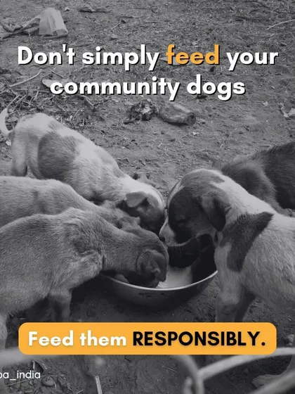 It's not just about feeding community dogs, it's about feeding them responsibly. Following simple guidelines can help reduce human-animal conflict and ensure community harmony.